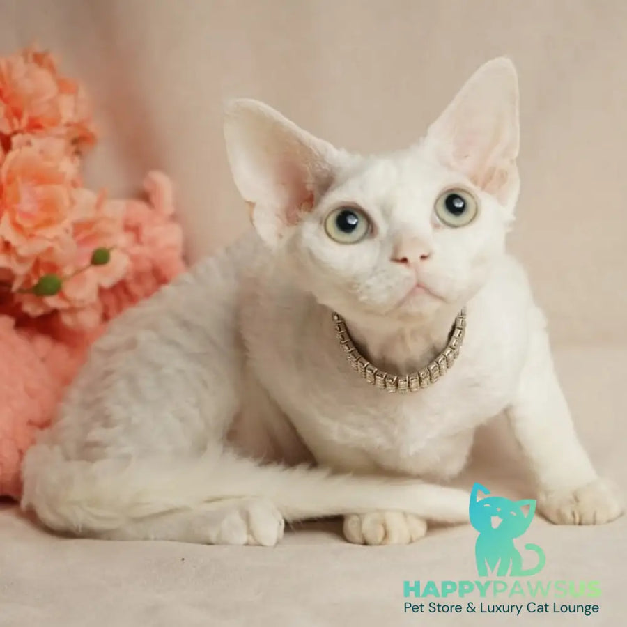 Nika Devon Rex female white - live animals