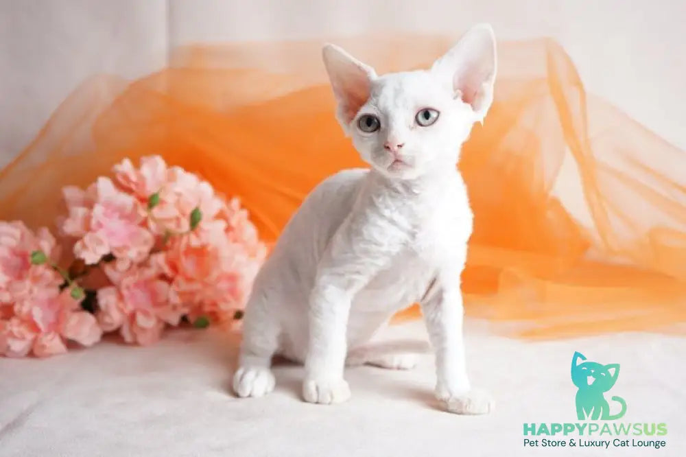 Nika Devon Rex female white - live animals