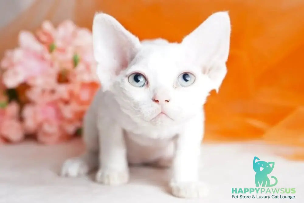 Nika Devon Rex female white - live animals