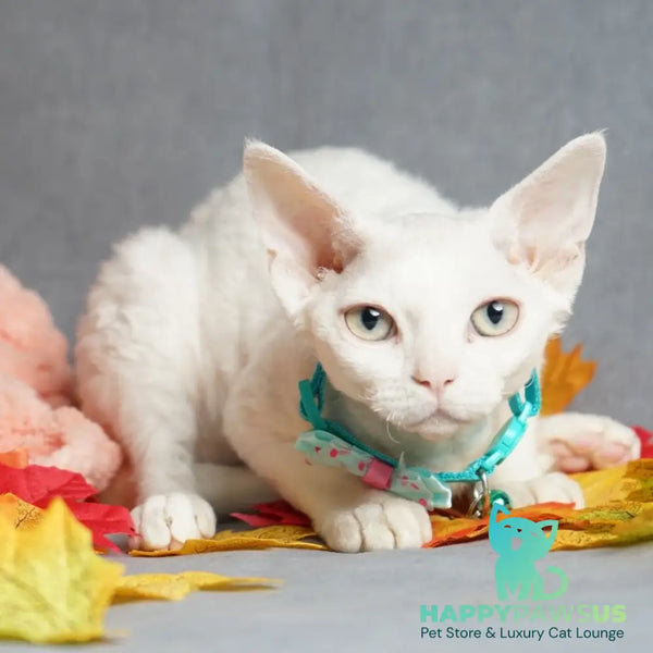 Nika Devon Rex female white - live animals