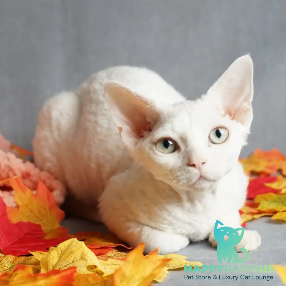 Nika Devon Rex female white - live animals