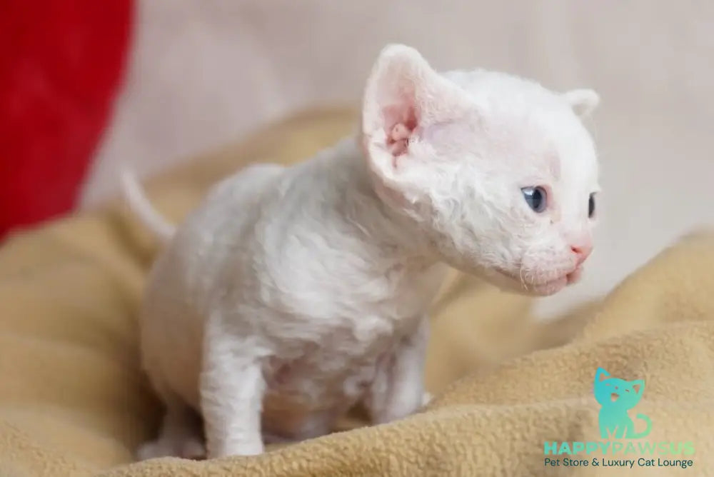 Nika Devon Rex female white - live animals