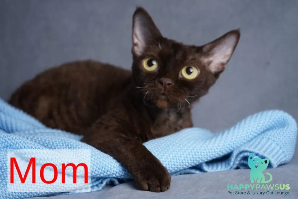 Nika Devon Rex female white - live animals