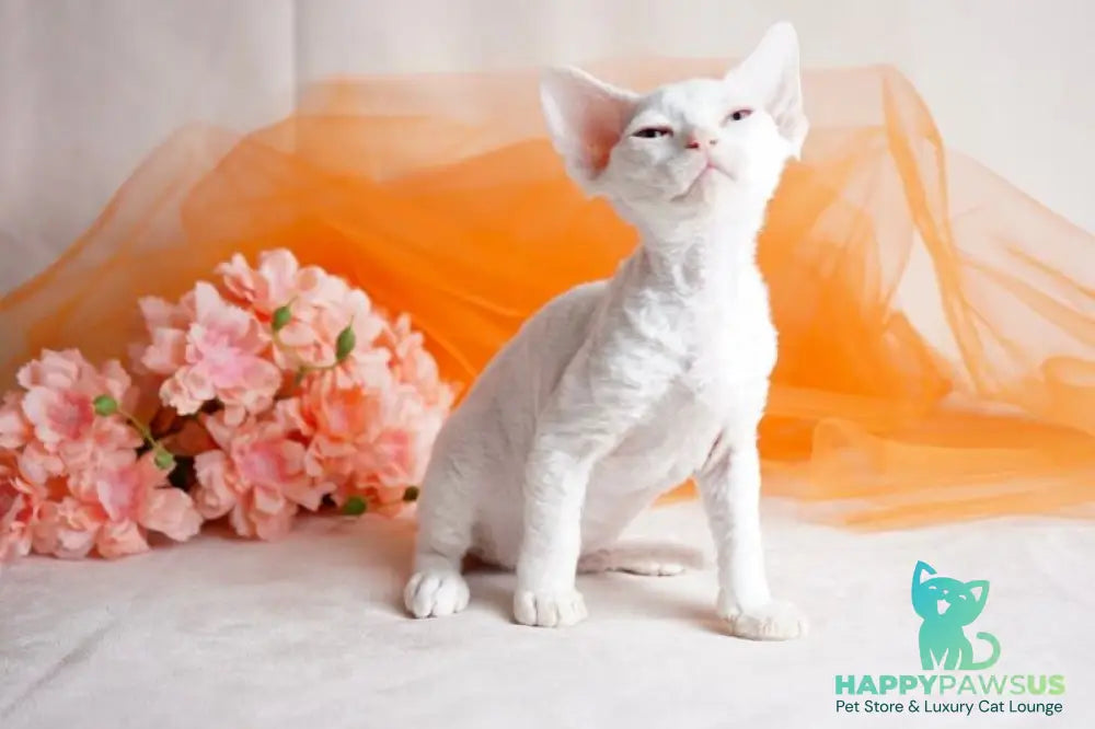 Nika Devon Rex female white - live animals