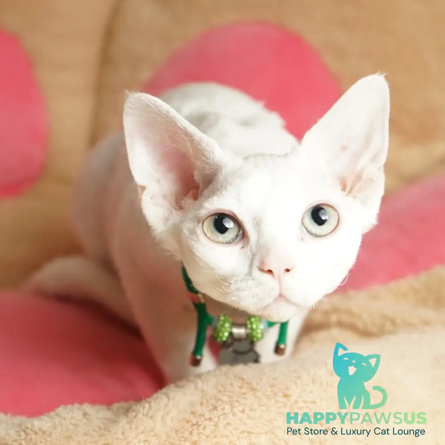Nika Devon Rex female white - live animals