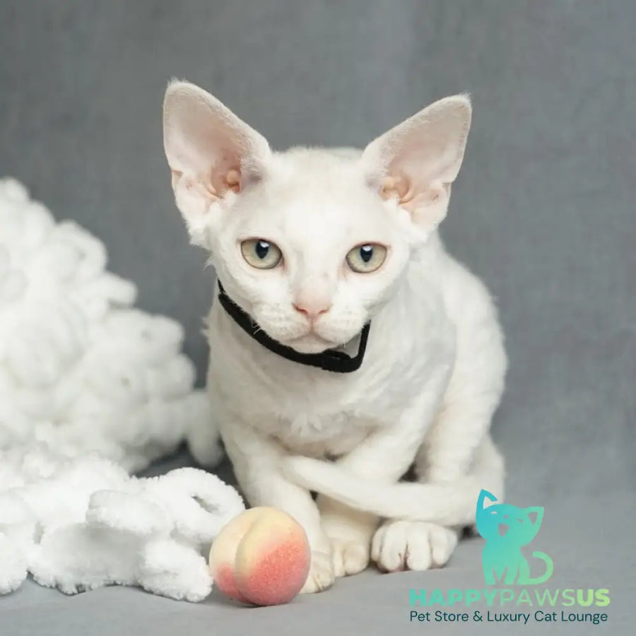 Nika Devon Rex female white - live animals