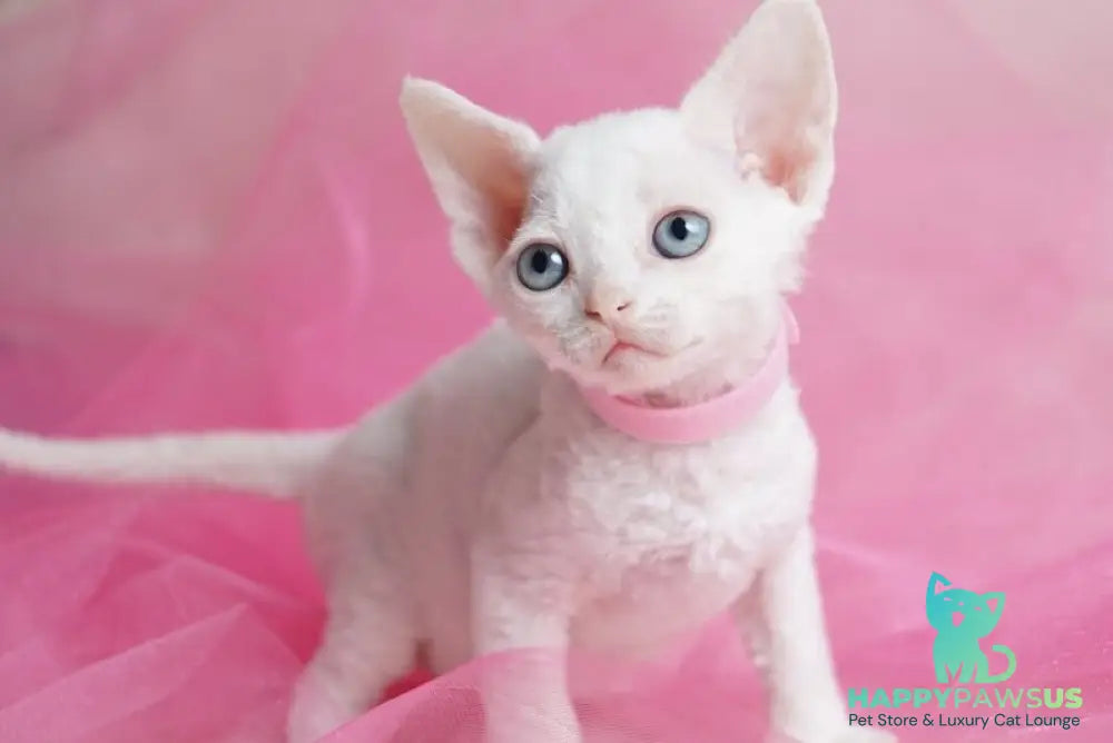 Nika Devon Rex female white - live animals