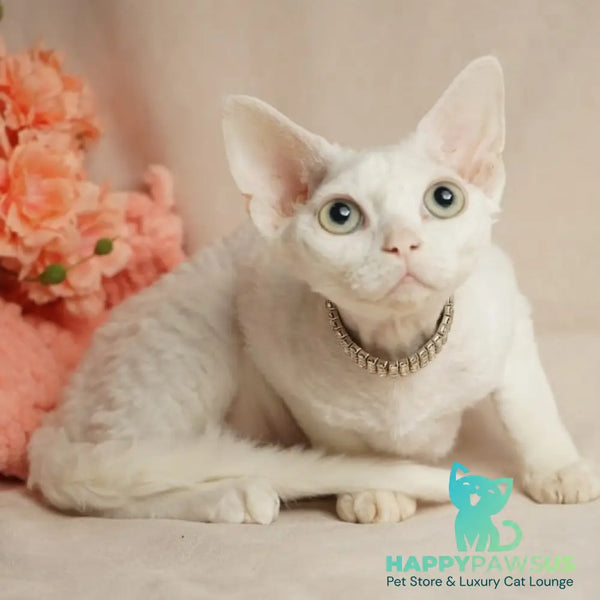 Nika Devon Rex female white - live animals
