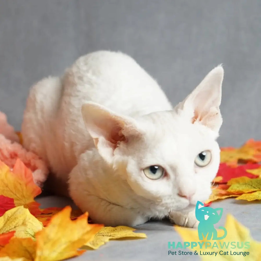 Nika Devon Rex female white - live animals