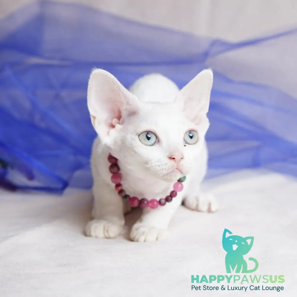 Nika Devon Rex female white - live animals