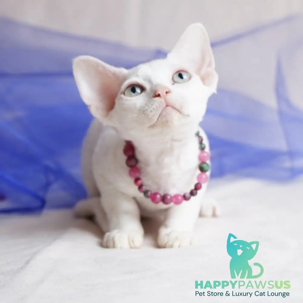Nika Devon Rex female white - live animals