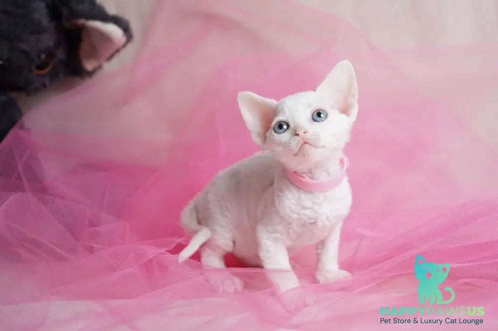 Nika Devon Rex female white - live animals