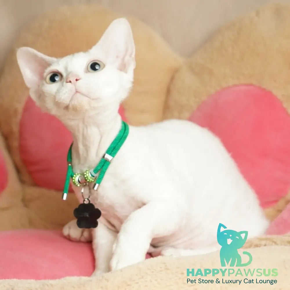 Nika Devon Rex female white - live animals