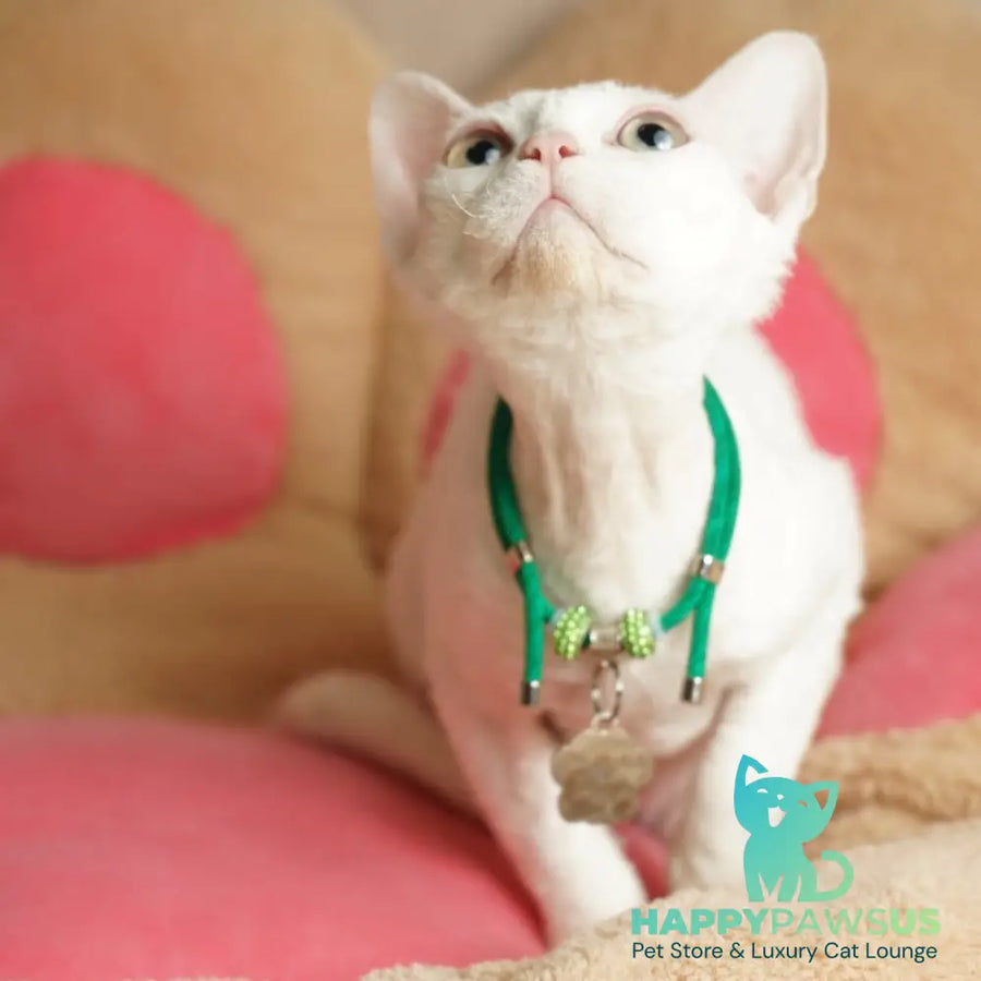 Nika Devon Rex female white - live animals