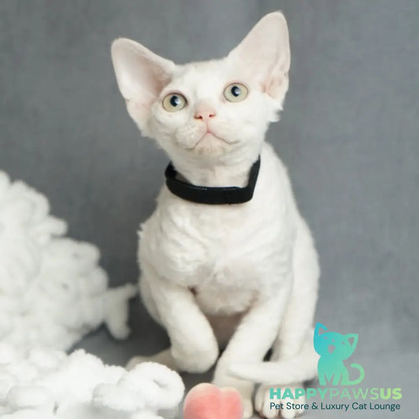 Nika Devon Rex female white - live animals