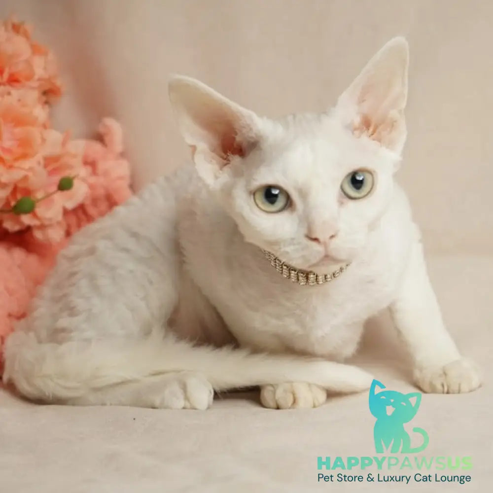 Nika Devon Rex female white - live animals