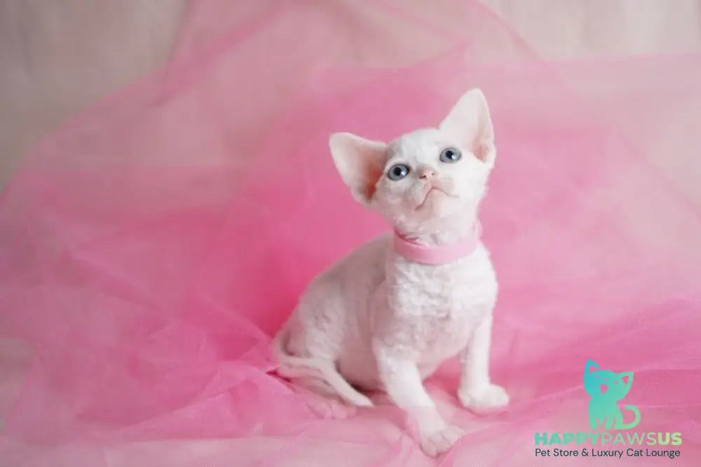 Nika Devon Rex female white - live animals
