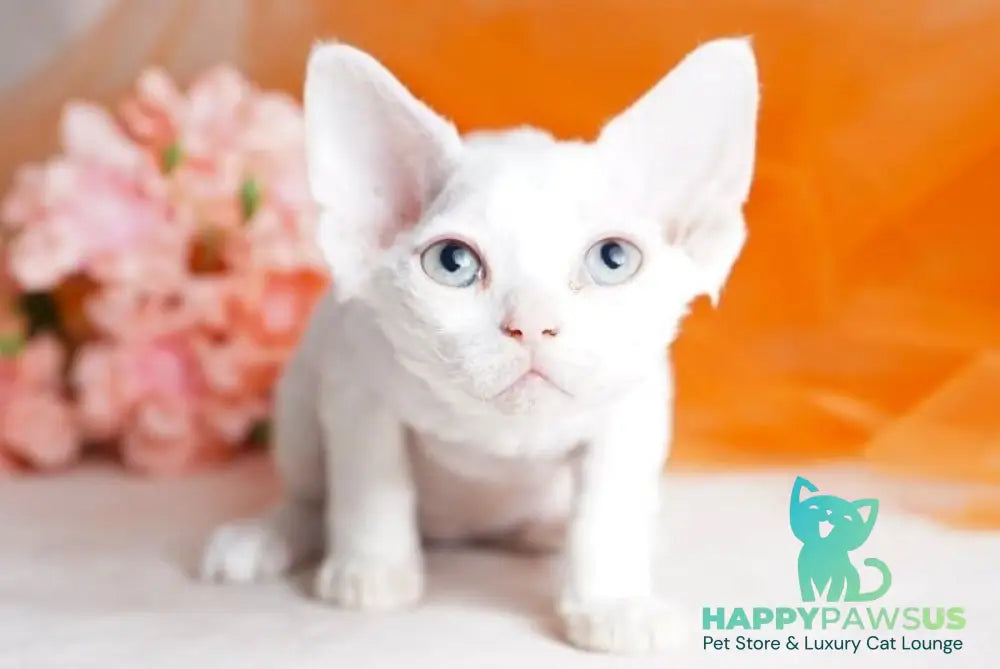 Nika Devon Rex female white - live animals