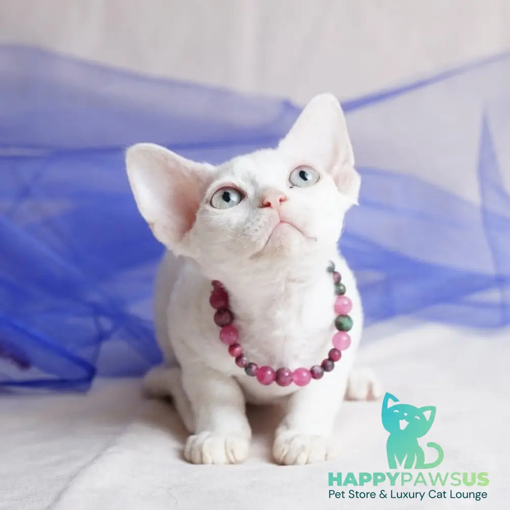 Nika Devon Rex female white - live animals