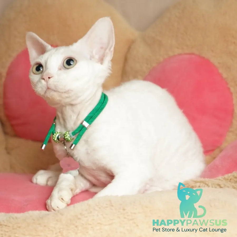 Nika Devon Rex female white - live animals