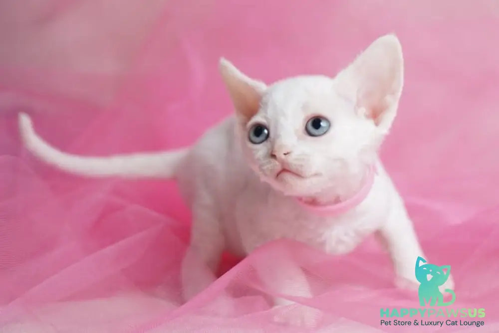 Nika Devon Rex female white - live animals
