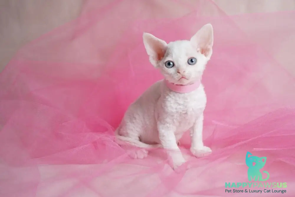 Nika Devon Rex female white - live animals