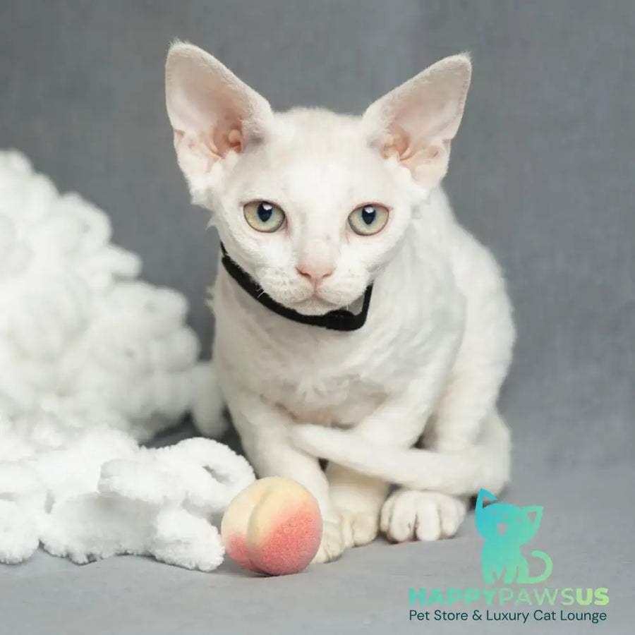 Nika Devon Rex female white - live animals