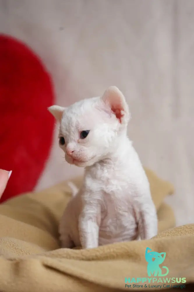 Nika Devon Rex female white - live animals