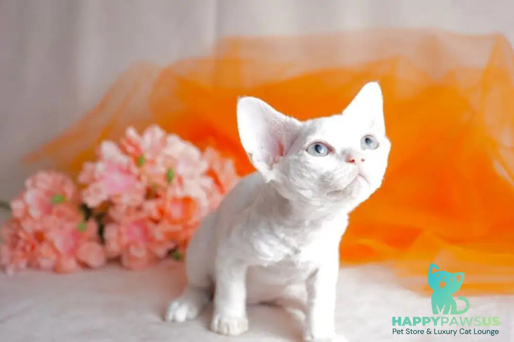 Nika Devon Rex female white - live animals