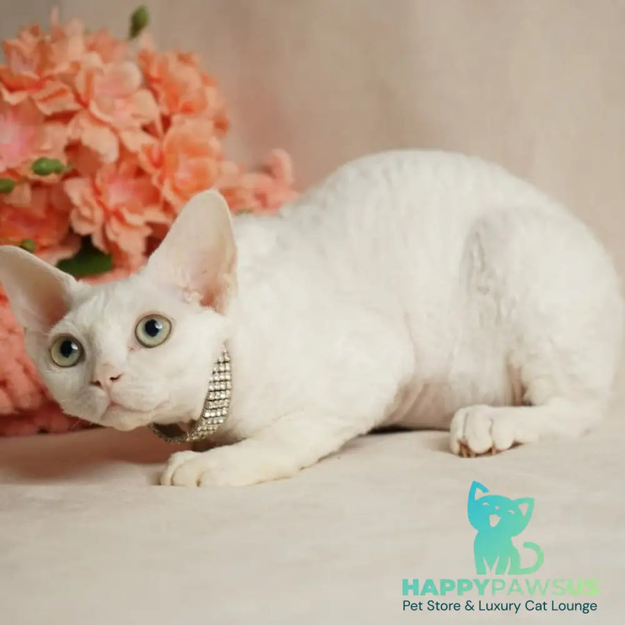 Nika Devon Rex female white - live animals