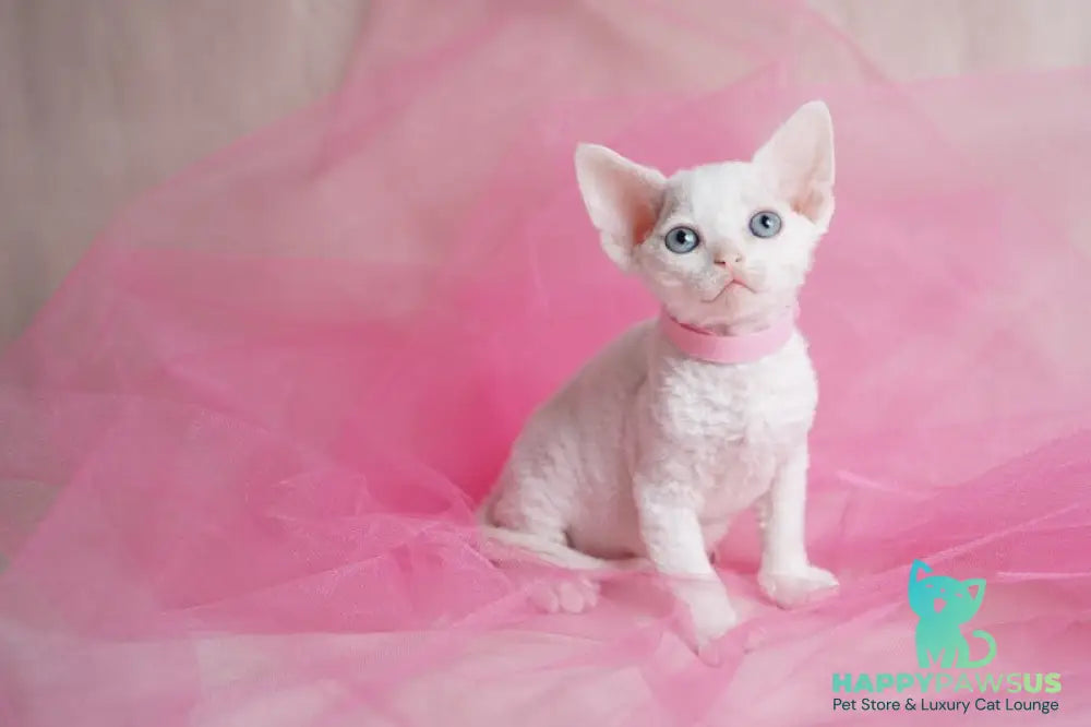 Nika Devon Rex female white - live animals