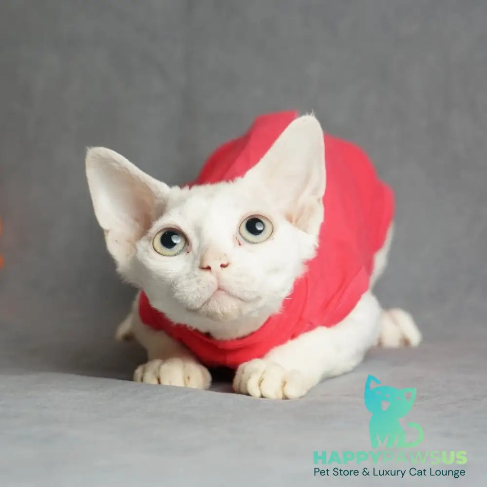 Nika Devon Rex female white - live animals