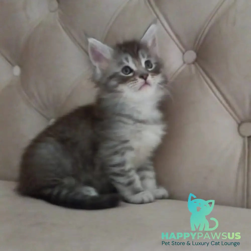 Nika Maine Coon female black silver spotted tabby - live animals