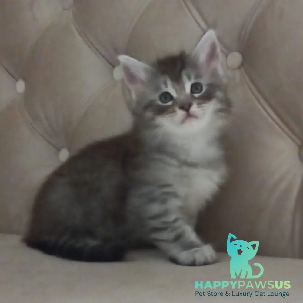 Nika Maine Coon female black silver spotted tabby - live animals