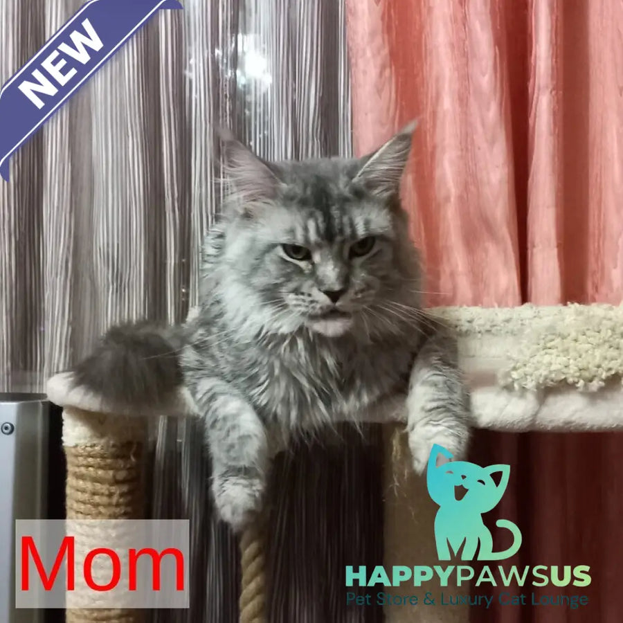 Nika Maine Coon female black silver spotted tabby - live animals