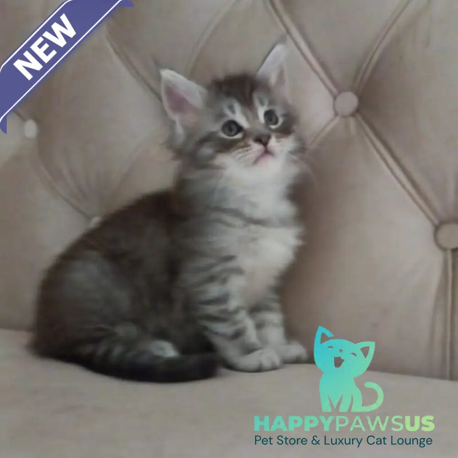 Nika Maine Coon female black silver spotted tabby - live animals