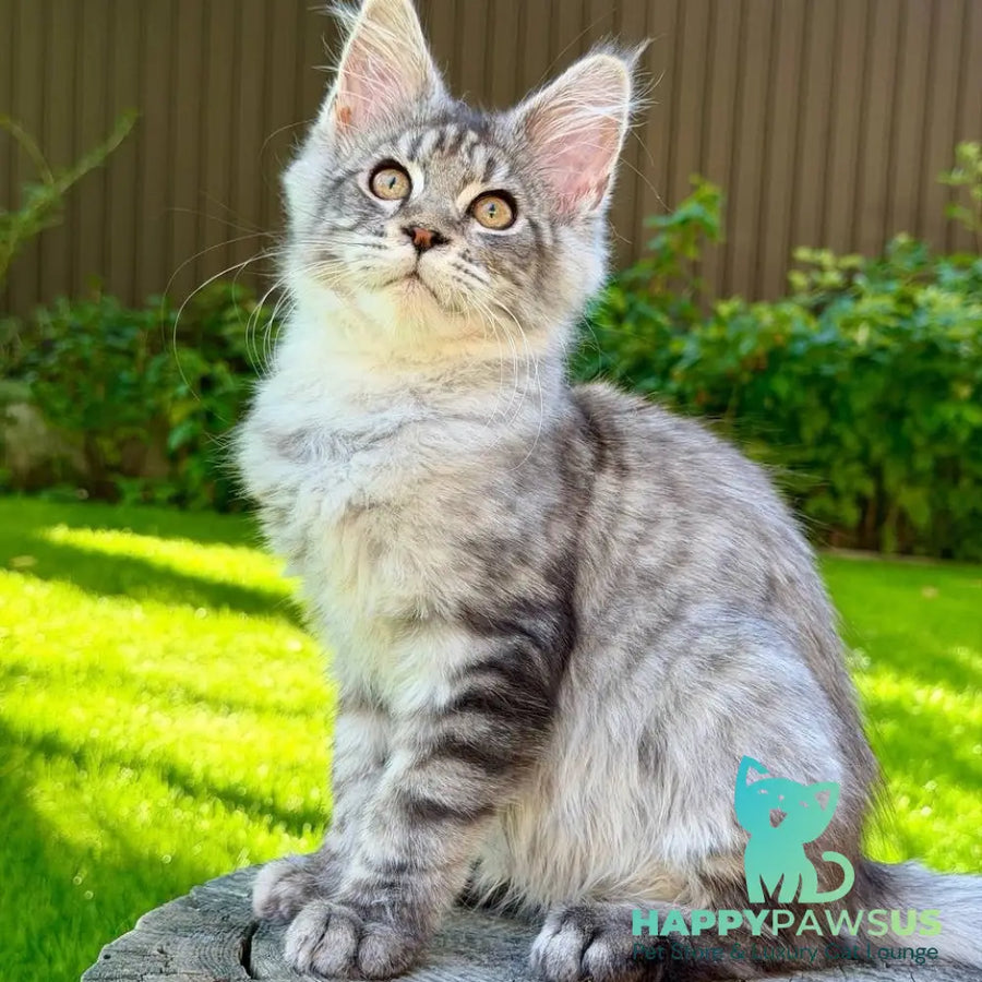 Nika Maine Coon female black silver spotted tabby - live animals
