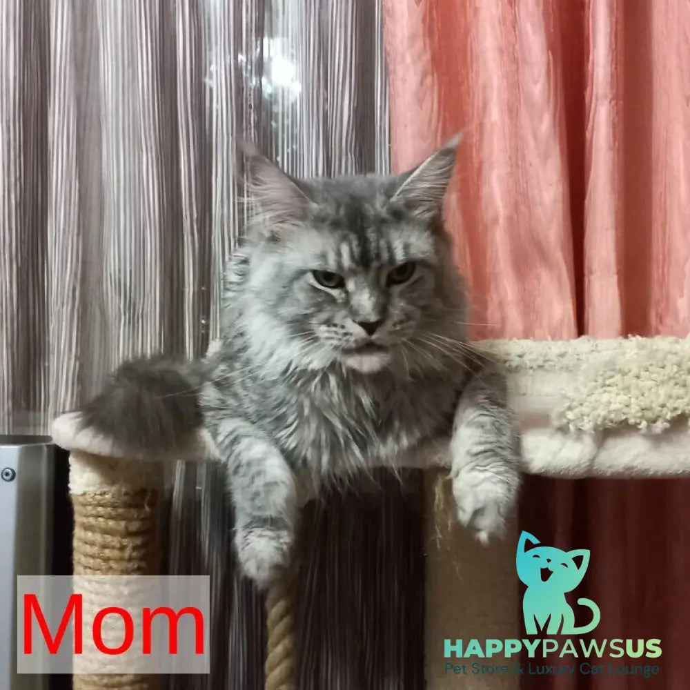 Nika Maine Coon female black silver spotted tabby - live animals