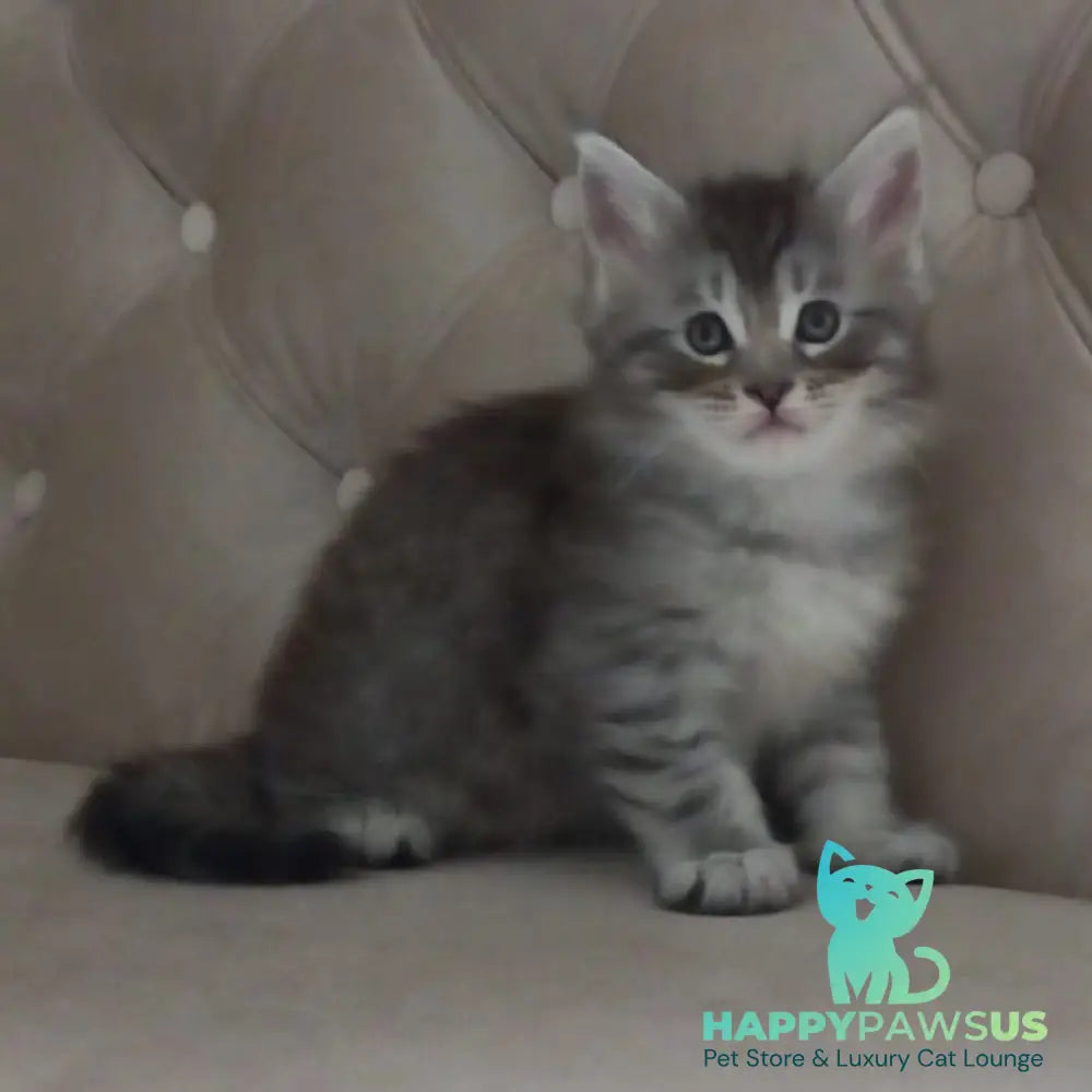 Nika Maine Coon female black silver spotted tabby - live animals