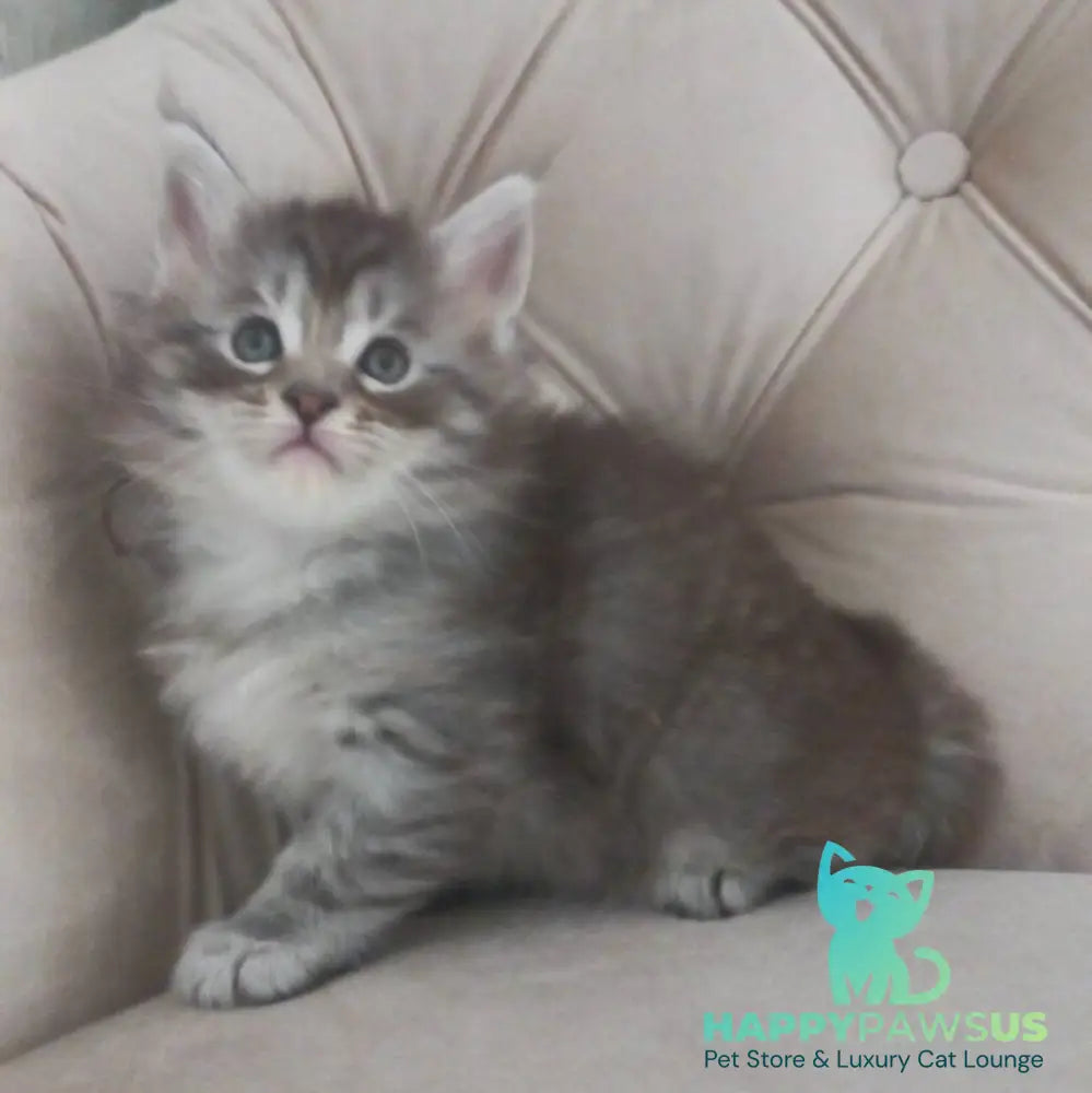 Nika Maine Coon female black silver spotted tabby - live animals