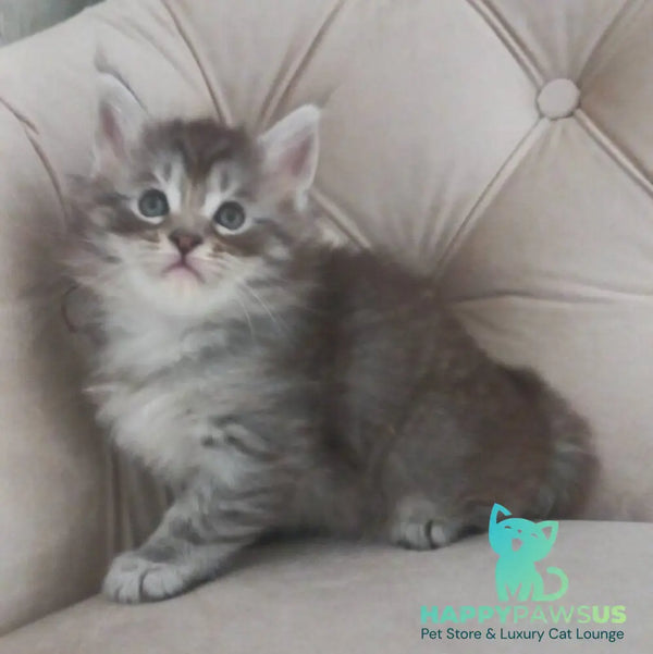 Nika Maine Coon female black silver spotted tabby - live animals