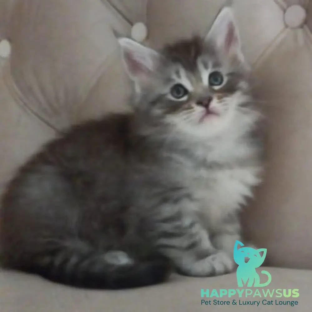 Nika Maine Coon female black silver spotted tabby - live animals
