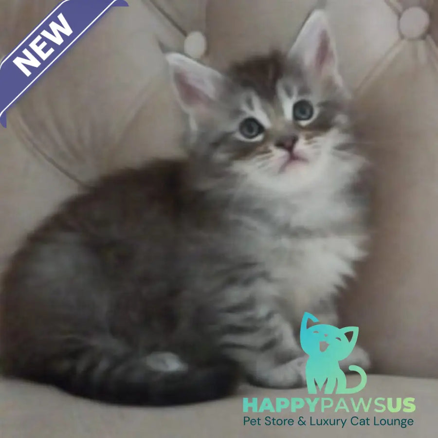 Nika Maine Coon female black silver spotted tabby - live animals