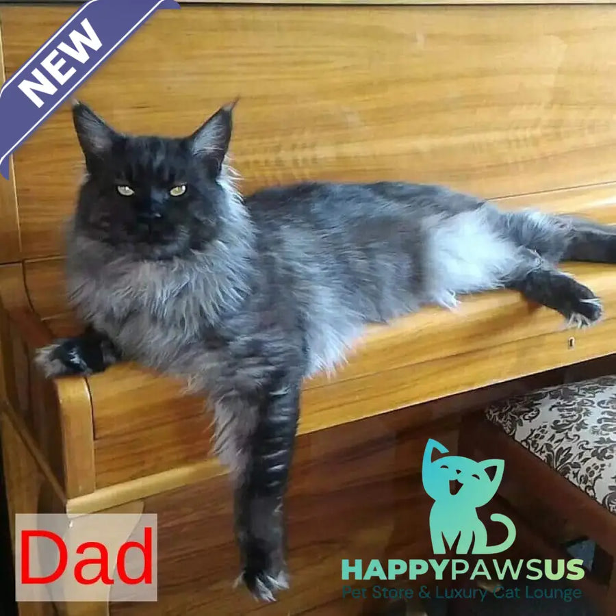 Nika Maine Coon female black silver spotted tabby - live animals