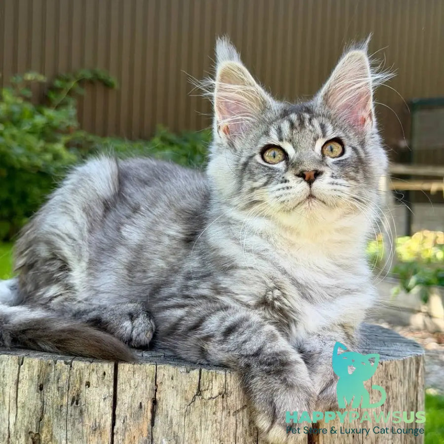 Nika Maine Coon female black silver spotted tabby - live animals
