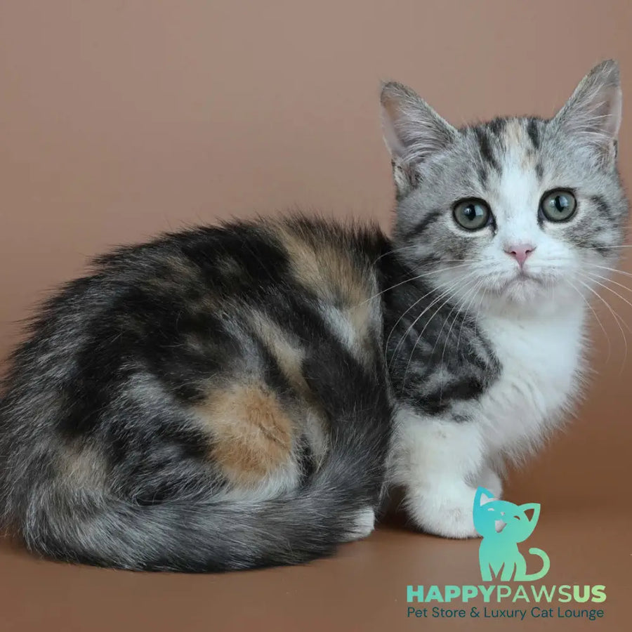 Nika Munchkin female black tortie tabby bicolour - live animals