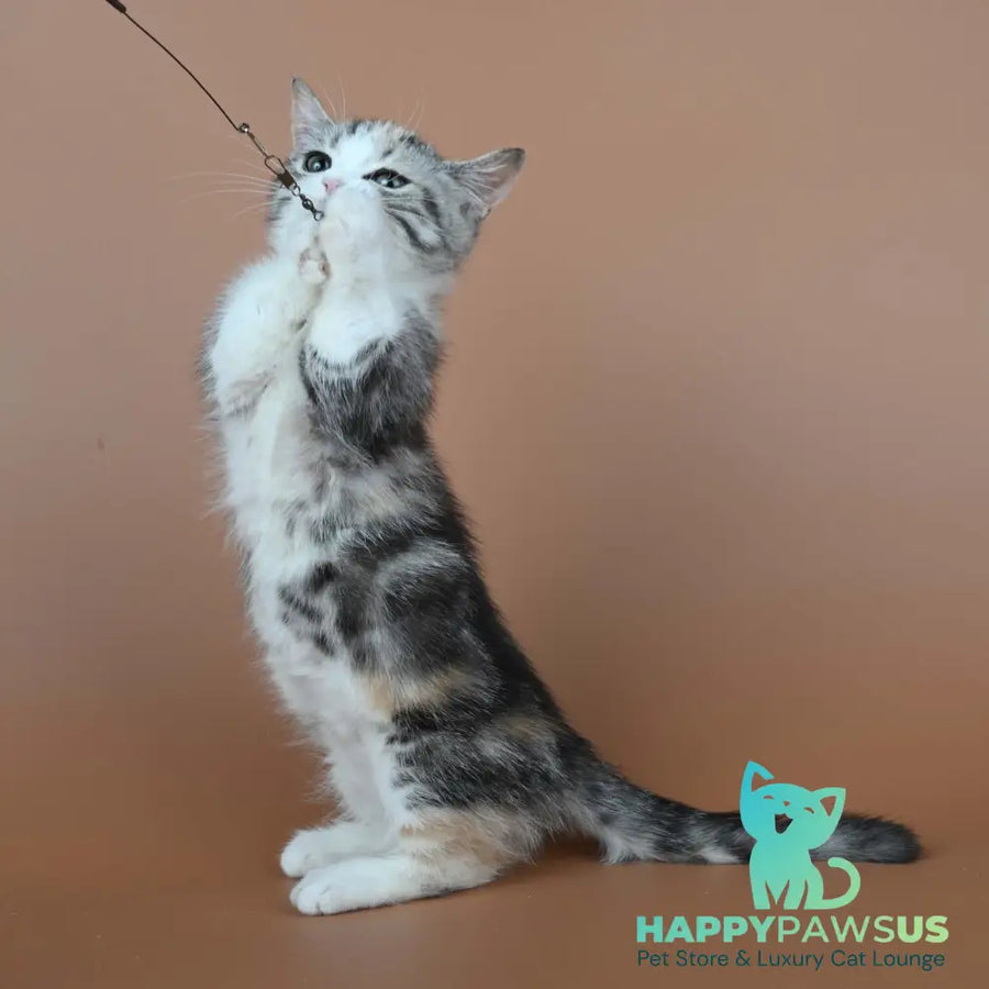 Nika Munchkin female black tortie tabby bicolour - live animals