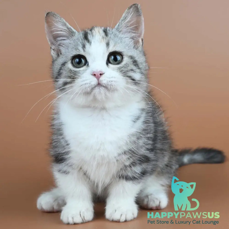 Nika Munchkin female black tortie tabby bicolour - live animals