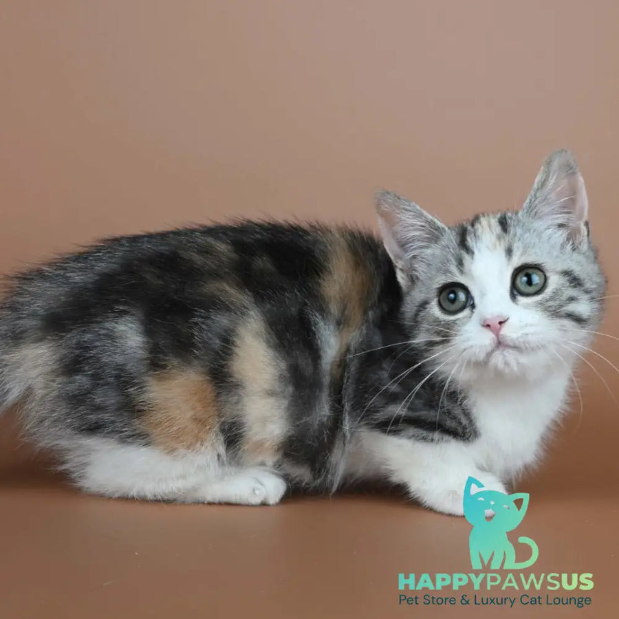 Nika Munchkin female black tortie tabby bicolour - live animals