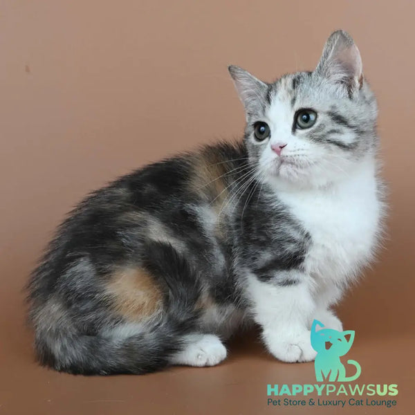 Nika Munchkin female black tortie tabby bicolour - live animals